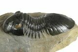 Paralejurus Trilobite Fossil - Atchana, Morocco #348418-2